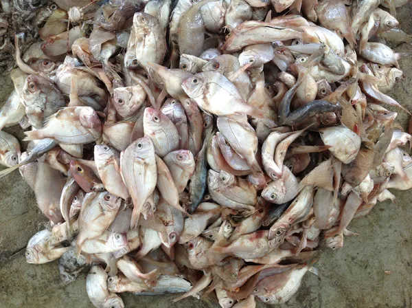 Nguồn cá biển được thu mua trực tiếp