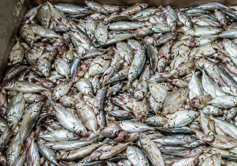 Nguồn nguyên liệu cá biển đa dạng