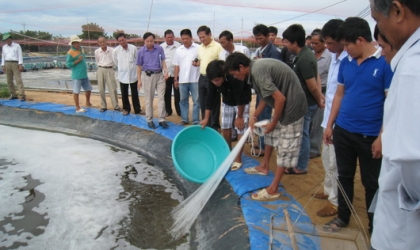 Ninh Thuận: Nuôi tôm công nghiệp không kháng sinh, hóa chất