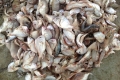 Turning Fish By-products into Value Through a Circular Approach