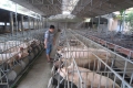 Consulting on lean pork production