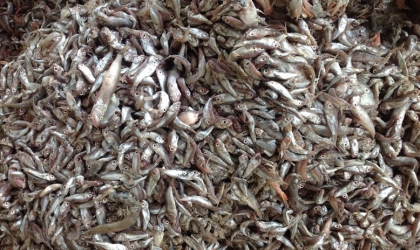 Raw Material Classification Supports a Consistent Protein Range