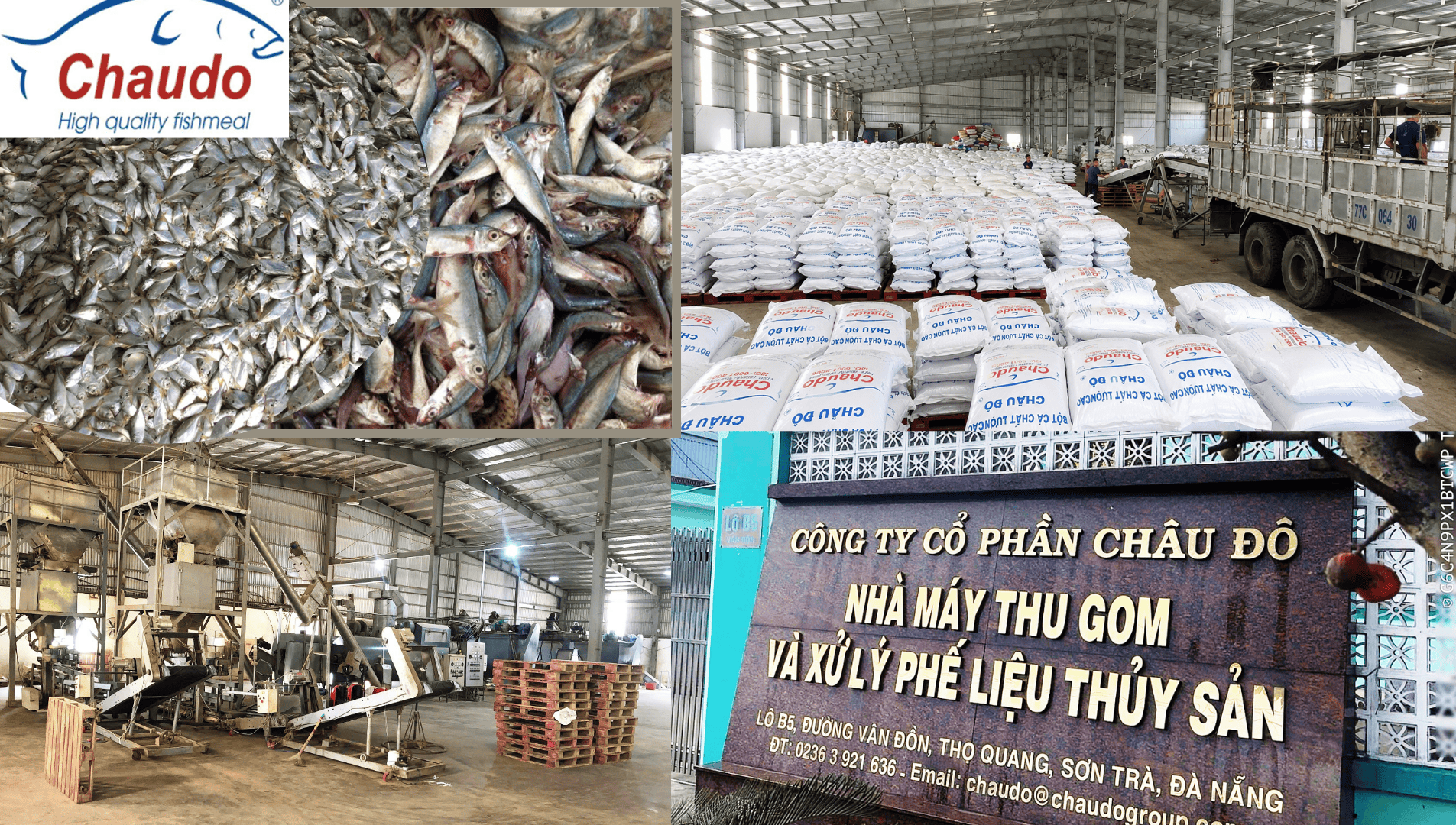 Từ nguồn cá tươi đến thị trường quốc tế
